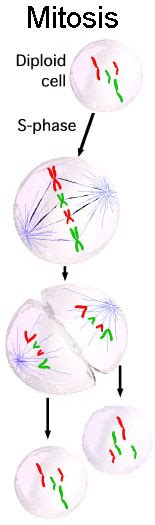 Cell Cycle Creationwiki The Encyclopedia Of Creation Science E