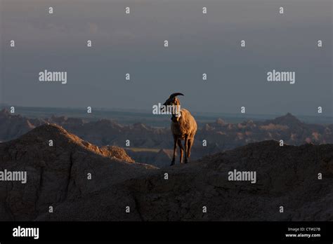 A Big Horned Sheep Stands On Top Of A Rock Formation Badlands National