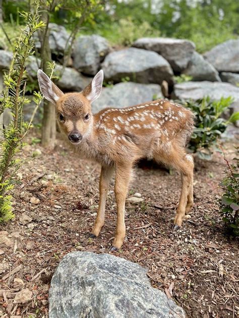 Cute Wild Animals Animals