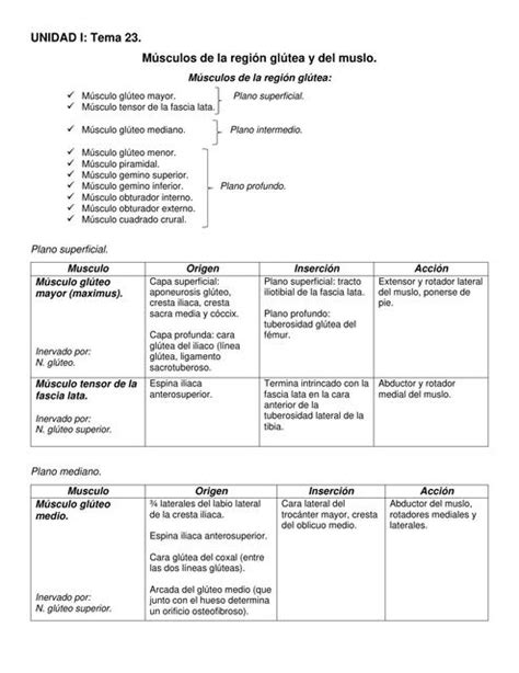 Unidad I Tema M Sculos De La Regi N Gl Tea Y Del Muslo Carlos