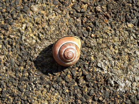 Shell Snail Close Free Photo On Pixabay Pixabay