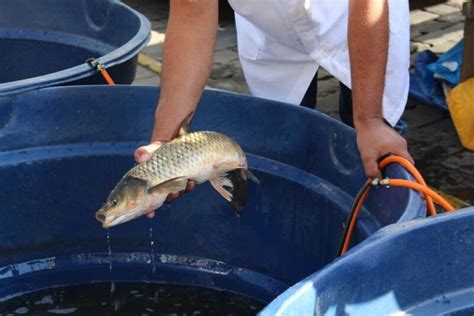 Feira do Peixe Vivo inicia nesta terça feira em Farroupilha Spaço FM