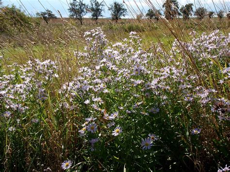 Astřička (hvězdnice, podzimní astry) Symphyotrichum (Aster) sp ...