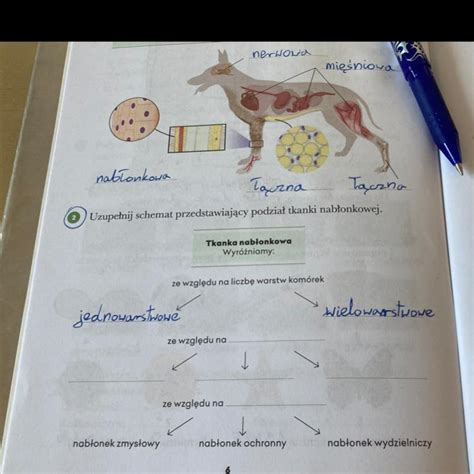 Zadanie Biologia Daje Naj Za Dobra Odp Szybko Brainly Pl