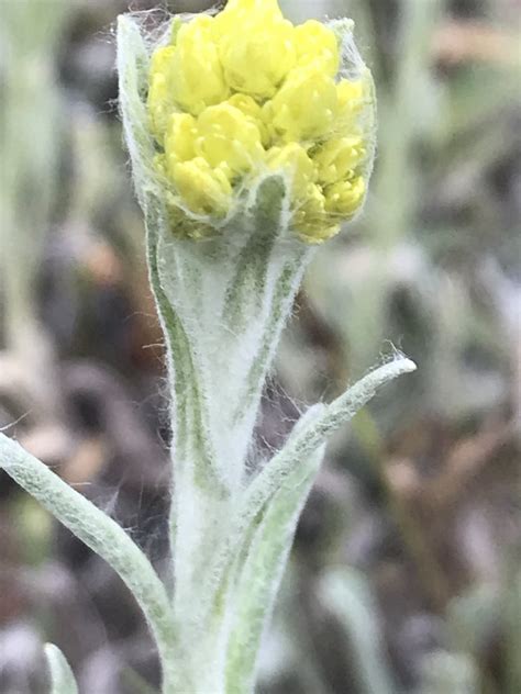 Sand Strohblume Helichrysum Arenarium Sand Strohblum Flickr