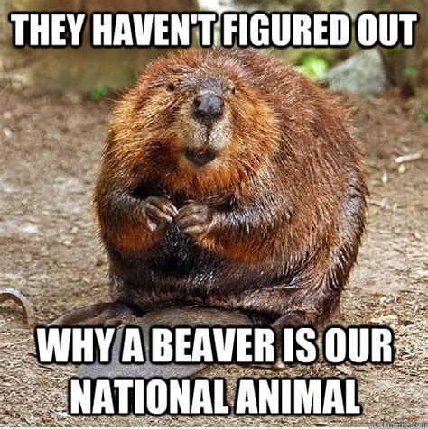 Justin Beaver Memes Quickmeme