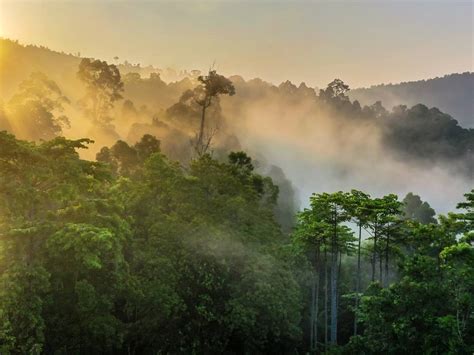 Ecuador Celebra El D A Internacional De La Preservaci N De Los Bosques