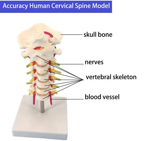 Medical Anatomy Human Cervical Spine Model Cervical Spine And Carotid