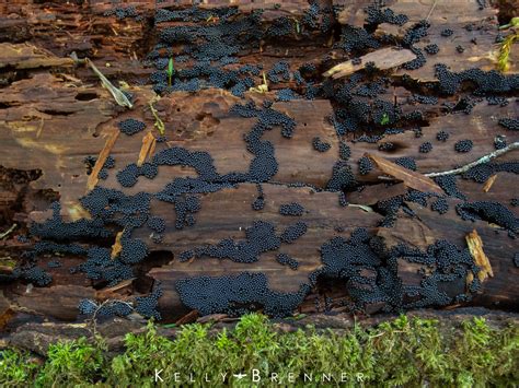 Black Slime Mold