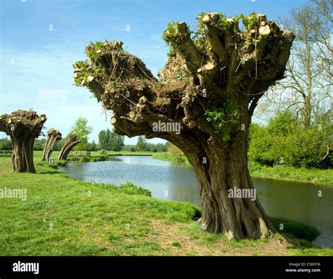 Pollarded Tree Stock Photos And Pollarded Tree Stock Images Alamy