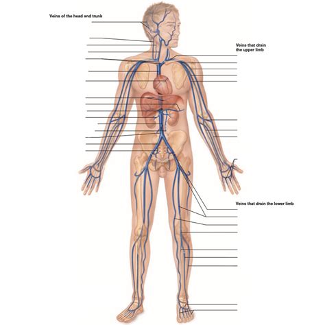 Veins Of The Head And Trunk Diagram Quizlet