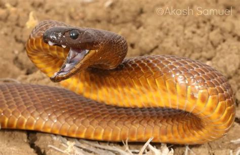 #taipan #snake | Inland taipan, Snake, Snake photos