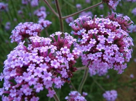 Werbena Patago Ska Verbena Bonariensis Id Dobrenasiona