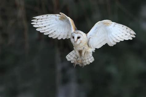 Best 15 Barn Owl Facts Diet Habitat Lifestyle And More