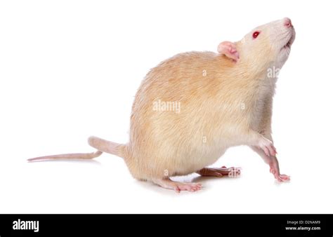 Albino Rat Studio Cutout Stock Photo Alamy