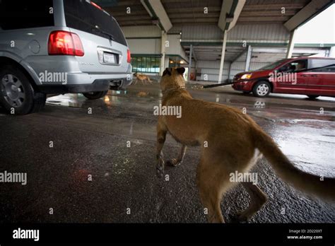 Texas mexico border dogs hi-res stock photography and images - Alamy