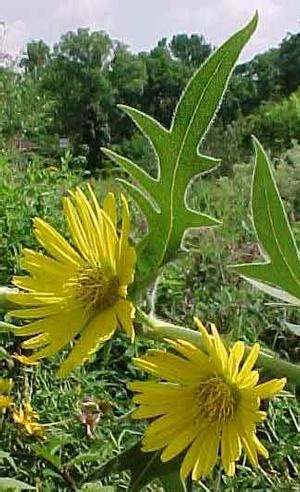 Compass Plant Silphium Laciniatum From Bohn S Farm