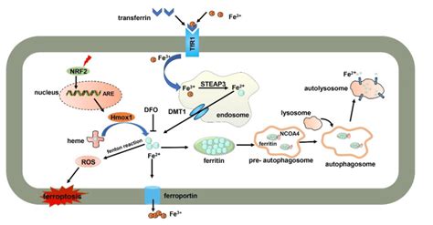 Iron Metabolism Of Ferroptosis Intracellular Iron Is Imported And