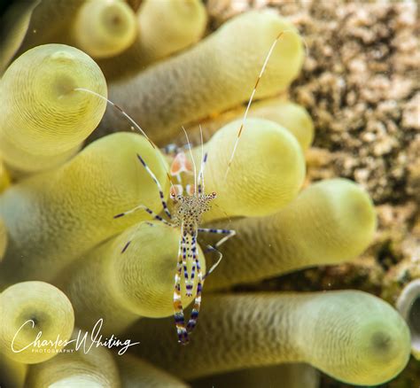 Spotted Cleaner Shrimp Bonaire Netherlands Antilles Charles