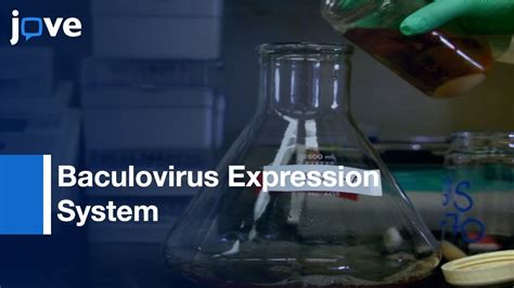 Baculovirus Expression System For Recombinant Proteins Expression Protocol Preview Youtube