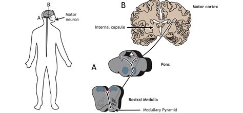 Execution Of Movement Foundations Of Neuroscience