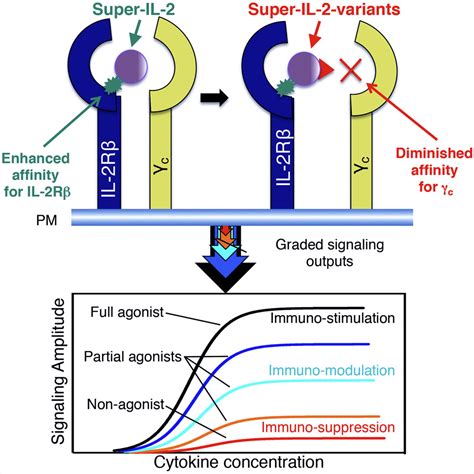 Interleukin 2 Activity Can Be Fine Tuned With Engineered Receptor