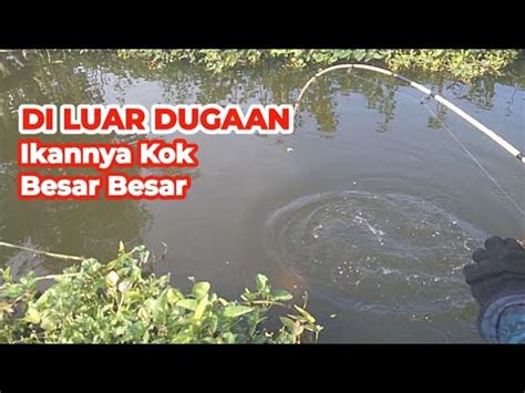 Di Luar Dugaan Spot Ini Penuh Ikan Mas Besar Besar Mancing Di Spot