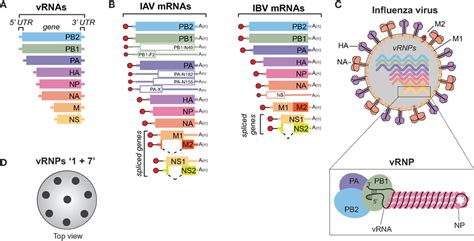 Frontiers Influenza A Virus Cell Entry Replication Virion Assembly