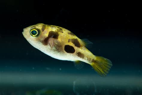 Aquarium World: Puffer Fish: Dwarf puffer | Carinotetraodon travancoricus Profile