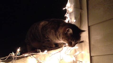 Cat Sings Jingle Bells For Real Meowry Christmas Youtube