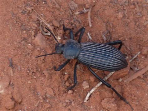 Beetle Sp Eleodes Hispilabris Bugguide Net