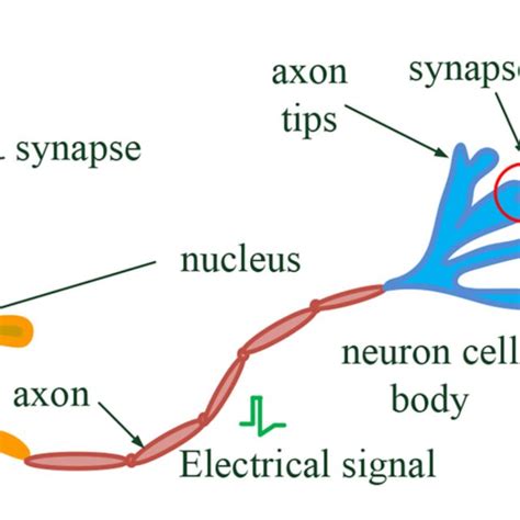 schematic   interconnected neurons  synapses