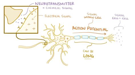 Neuron action potential: Video, Anatomy & Definition | Osmosis