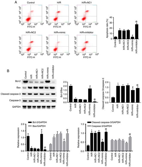 MiR 30a 5p Inhibits Hypoxia Reoxygenation Induced Apoptosis In HK 2