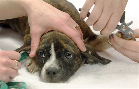 Breeder Gives Up 135 Puppies Adult Dogs To Humane Society Of Missouri