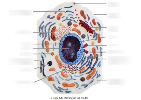 mammal cell Diagram | Quizlet