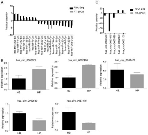 Validation For The Differentially Expressed MiRNAs And CircRNAs A