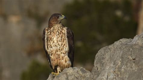 Aigle De Bonelli La Femelle Jacques Dalmau Flickr