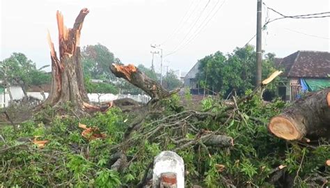 Puting Beliung Terjang Sidoarjo Ratusan Rumah Rusak Pohon Dan Tiang