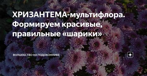 ХРИЗАНТЕМА-мультифлора. Формируем красивые, правильные «шарики ...