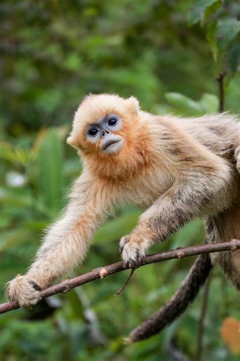 Photos The Amazing Animals Of China Live Science