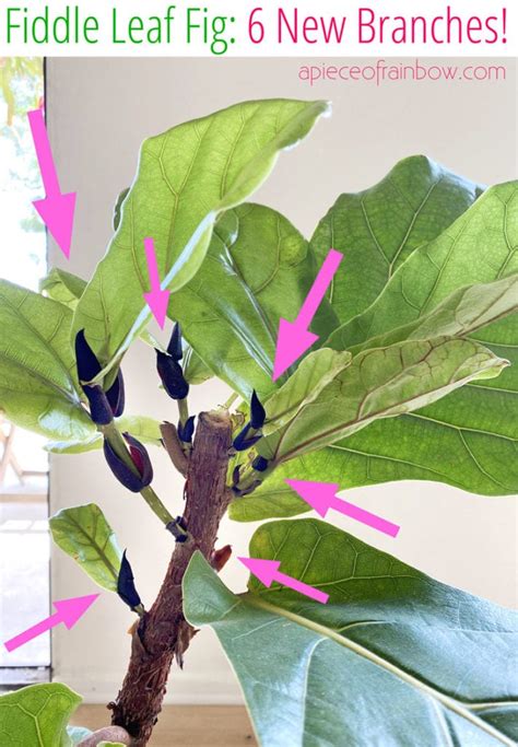 Best Fiddle Leaf Fig Branching Secret: How to Grow Multiple Branches!