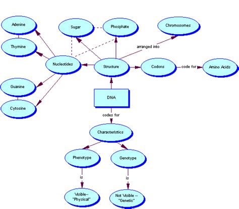 DNA Structure Map - BIOL 1114 - Oklahoma State University