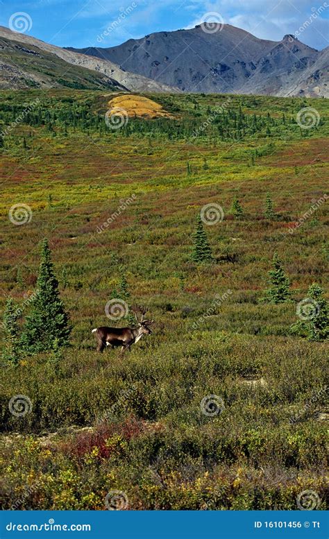 Caribou at the tundra stock photo. Image of denali, landscape - 16101456