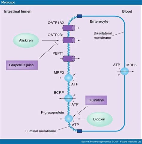 Transporter Mediated Drug Drug Interactions