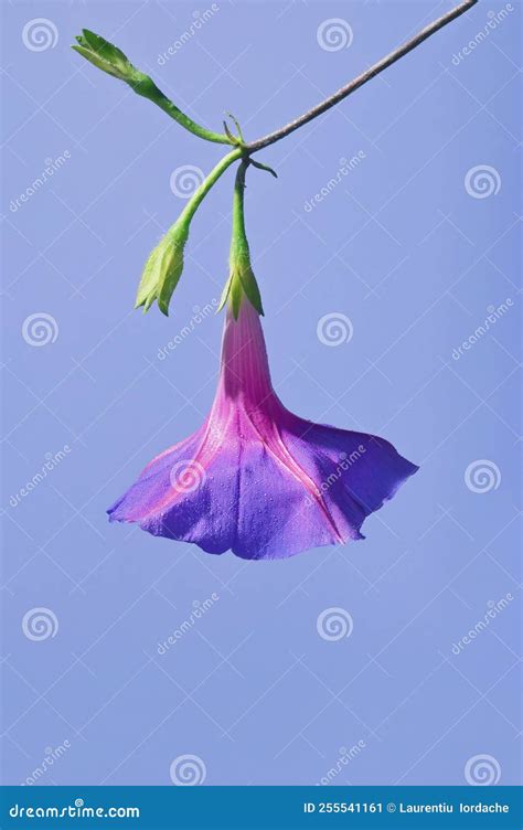 Purple Morning Glory Flower Ipomoea Purpurea Stock Image Image Of