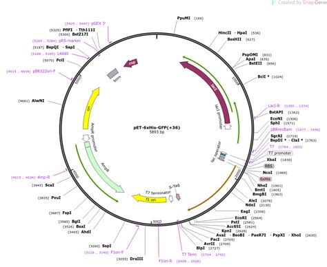 Addgene PET 6xHis GFP 36