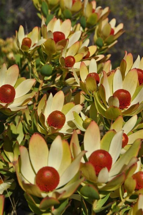 Plantfiles Pictures Leucadendron Conebush Pom Pom Leucadendron