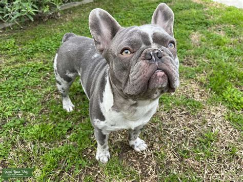 Male Lilac Merle French Bulldog - Stud Dog in Los Angeles, the United ...