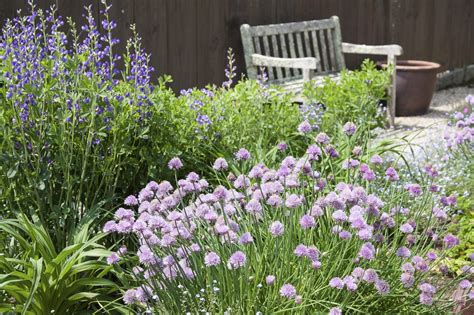 What To Grow Near Chives Learn About Good Companion Plants For Chives